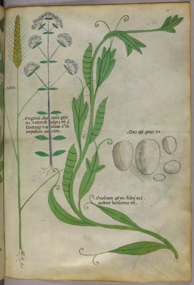 Ilustracja botaniczna, ok. 1440 r. (tusz i kolor na welinie) autorstwa Italian School