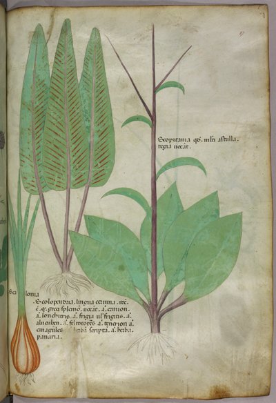 Ilustracja botaniczna, ok. 1440 r. (tusz i kolor na welinie) autorstwa Italian School