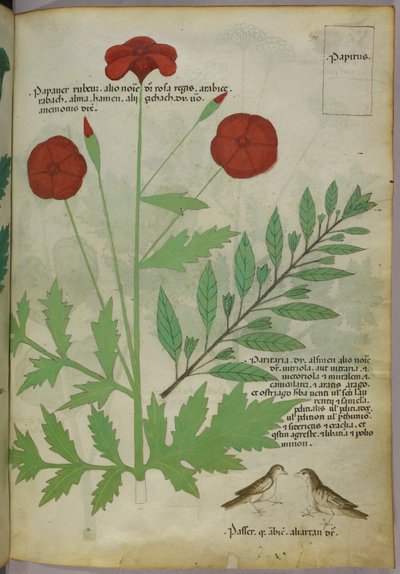 Ilustracja botaniczna, ok. 1440 r. (tusz i kolor na welinie) autorstwa Italian School