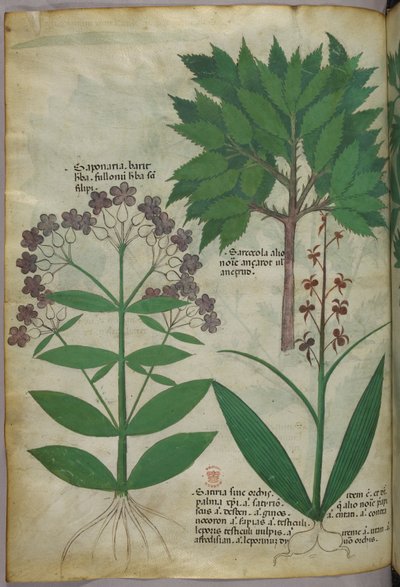 Ilustracja botaniczna, ok. 1440 r. (tusz i kolor na welinie) autorstwa Italian School
