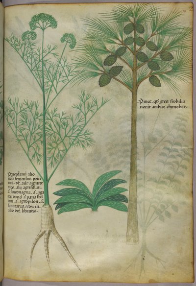 Ilustracja botaniczna, ok. 1440 r. (tusz i kolor na welinie) autorstwa Italian School