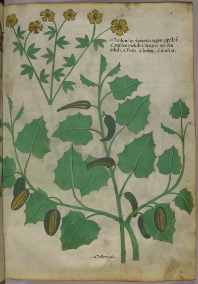 Ilustracja botaniczna, ok. 1440 r. (tusz i kolor na welinie) autorstwa Italian School