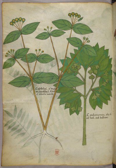 Ilustracja botaniczna, ok. 1440 r. (tusz i kolor na welinie) autorstwa Italian School