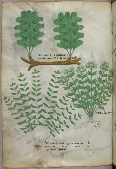 Ilustracja botaniczna, ok. 1440 r. (tusz i kolor na welinie) autorstwa Italian School