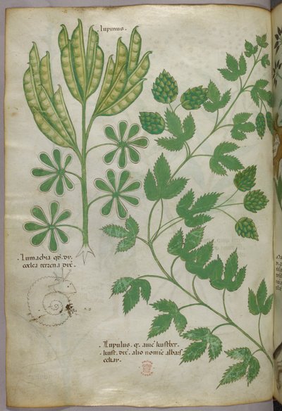 Ilustracja botaniczna, ok. 1440 r. (tusz i kolor na welinie) autorstwa Italian School