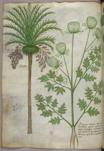 Ilustracja botaniczna, ok. 1440 r. (tusz i kolor na welinie) autorstwa Italian School