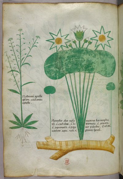 Ilustracja botaniczna, ok. 1440 r. (tusz i kolor na welinie) autorstwa Italian School