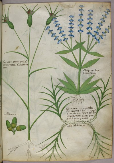 Ilustracja botaniczna, ok. 1440 (pergamin), ok. 1440 (tusz i kolor na welinie) autorstwa Italian School