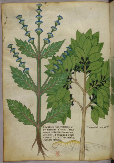 Ilustracja botaniczna z Herbal, Tractatus de Herbis, Sloane 4016 f.39v, ok. 1440 (tusz i kolor na welinie) autorstwa Italian School
