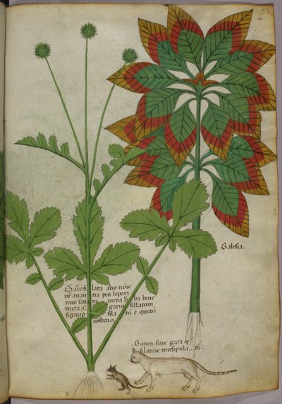 Ilustracja botaniczna, z Herbal, Tractatus de Herbis, Sloane 4016 f.40r, ok. 1440, ok. 1440 (tusz i kolor na welinie) autorstwa Italian School
