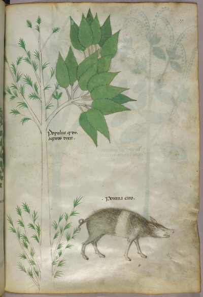 Botaniczna ilustracja przedstawiająca roślinę i dzika lub świnię z napisem "porcina caro", ok. 1440 r. (tusz i kolor na welinie) autorstwa Italian School