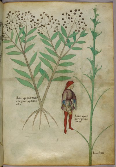 Ilustracja botaniczna przedstawiająca roślinę i mężczyznę oddającego mocz do doniczki, ok. 1440 r. (tusz i kolor na papierze) autorstwa Italian School