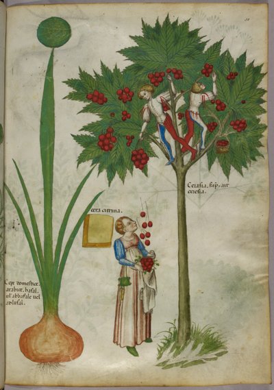 Botaniczna ilustracja przedstawiająca roślinę i chłopców stojących na gałęziach drzewa owocowego, zbierających owoce i rzucających je stojącej poniżej kobiecie, ok. 1440 r. (tusz i kolor na welinie) autorstwa Italian School
