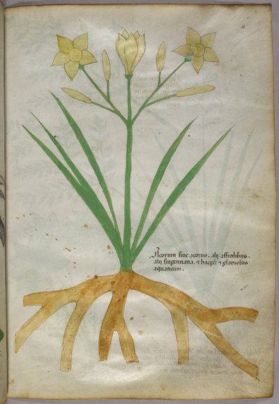Botaniczna ilustracja rośliny, ok. 1440 r. (tusz i kolor na welinie) autorstwa Italian School