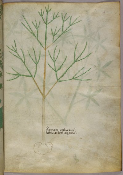 Botaniczna ilustracja rośliny, ok. 1440 r. (tusz i kolor na welinie) autorstwa Italian School