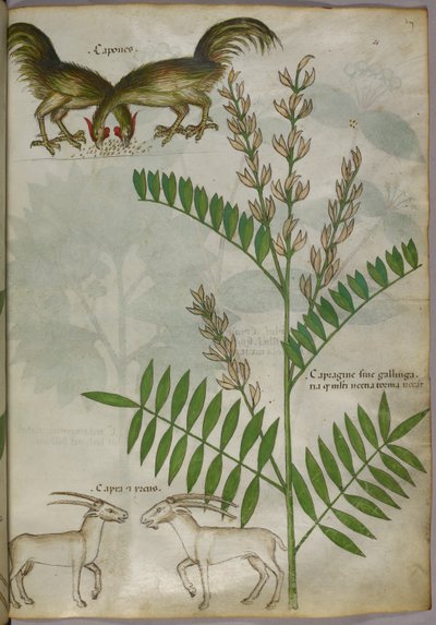 Botaniczna ilustracja przedstawiająca roślinę, dwie kozy i dwa ptaki, ok. 1440 r. (tusz i kolor na welinie) autorstwa Italian School