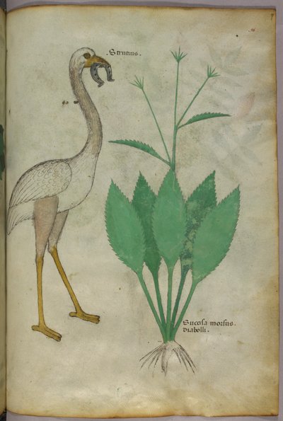 Botaniczna ilustracja rośliny z ptakiem przypominającym flaminga, ok. 1440 r. (tusz i kolor na welinie) autorstwa Italian School