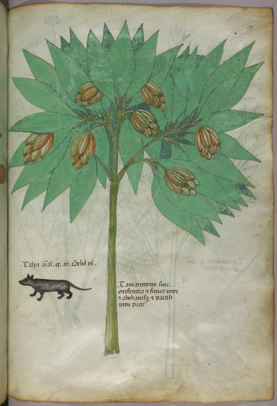Botaniczna ilustracja rośliny ze zwierzęciem, ok. 1440 r. (tusz i kolor na welinie) autorstwa Italian School