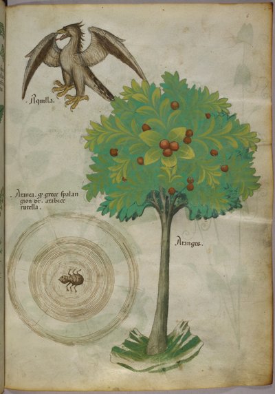 Botaniczna ilustracja drzewa, pajęczyny i orła, ok. 1440 (tusz i kolor na welinie) autorstwa Italian School