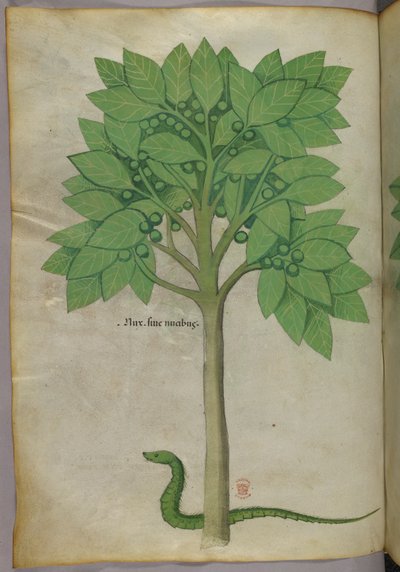 Botaniczna ilustracja drzewa i węża, ok. 1440 r. (tusz i kolor na welinie) autorstwa Italian School