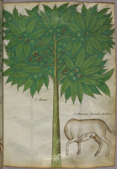 Botaniczna ilustracja drzewa i zwierzęcia, ok. 1440 r. (tusz i kolor na welinie) autorstwa Italian School
