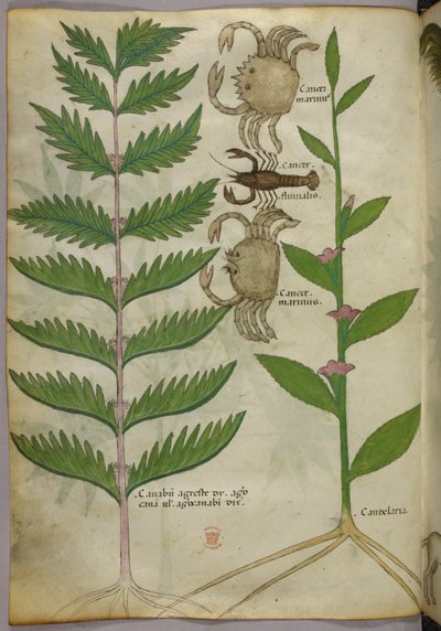 Botaniczna ilustracja przedstawiająca kraby i skorpiona, ok. 1440 r. (tusz i kolor na welinie) autorstwa Italian School