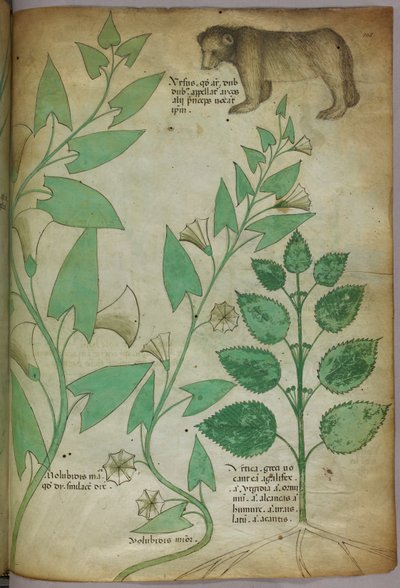Botaniczna ilustracja rośliny z niedźwiedziem, ok. 1440 (tusz i kolor na welinie) autorstwa Italian School