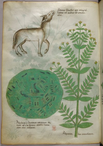 Botaniczna ilustracja rośliny z koniem, ok. 1440 r. (tusz i kolor na welinie) autorstwa Italian School