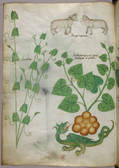 Botaniczna ilustracja przedstawiająca rośliny, smoka i owcę, ok. 1440 r. (tusz i kolor na welinie) autorstwa Italian School