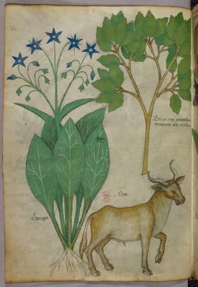 Botaniczna ilustracja przedstawiająca rośliny i byka, ok. 1440 r. (tusz i kolor na welinie) autorstwa Italian School