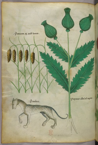 Botaniczna ilustracja przedstawiająca rośliny i panterę, ok. 1440 r. (tusz i kolor na welinie) autorstwa Italian School