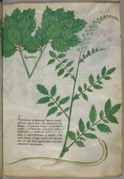 Botaniczna ilustracja przedstawiająca rośliny i węża, ok. 1440 r. (tusz i kolor na welinie) autorstwa Italian School