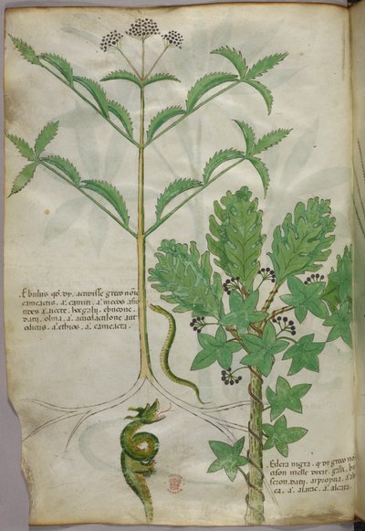 Botaniczna ilustracja przedstawiająca rośliny i węża, ok. 1440 r. (tusz i kolor na welinie) autorstwa Italian School