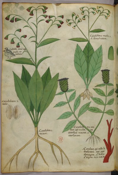 Botaniczna ilustracja roślin i koralowców z wężem i jeleniem, ok. 1440 (tusz i kolor na welinie) autorstwa Italian School