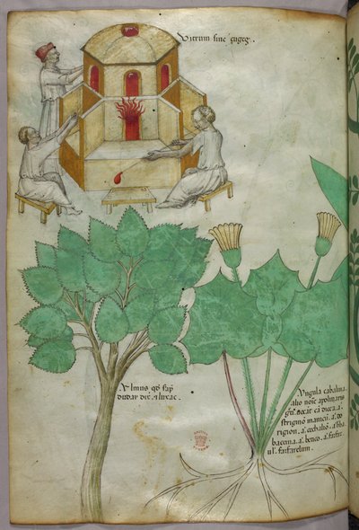 Ilustracja botaniczna roślin i ilustracja szklarska, ok. 1440 r. (tusz i kolor na welinie) autorstwa Italian School