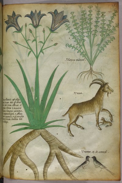 Botaniczna ilustracja przedstawiająca rośliny, ptaki i kozy, ok. 1440 (tusz i kolor na welinie) autorstwa Italian School