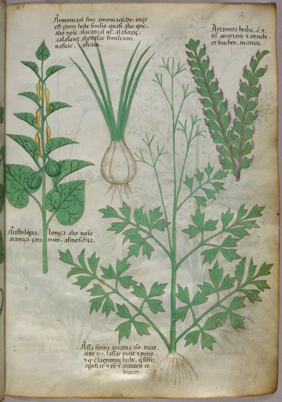 Botaniczna ilustracja roślin, ok. 1440 (tusz i kolor na welinie) autorstwa Italian School