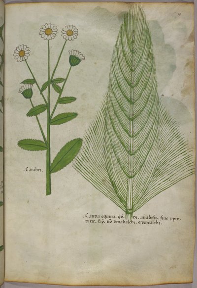 Botaniczna ilustracja roślin, ok. 1440 (tusz i kolor na welinie) autorstwa Italian School