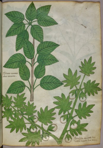 Botaniczna ilustracja roślin, ok. 1440 (tusz i kolor na welinie) autorstwa Italian School