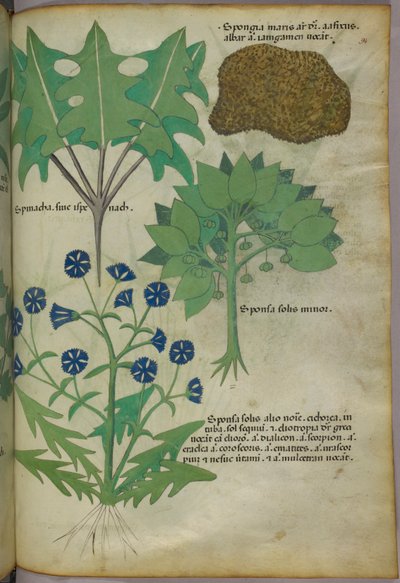 Botaniczna ilustracja roślin, w tym gąbki, ok. 1440 r. (tusz i kolor na welinie) autorstwa Italian School