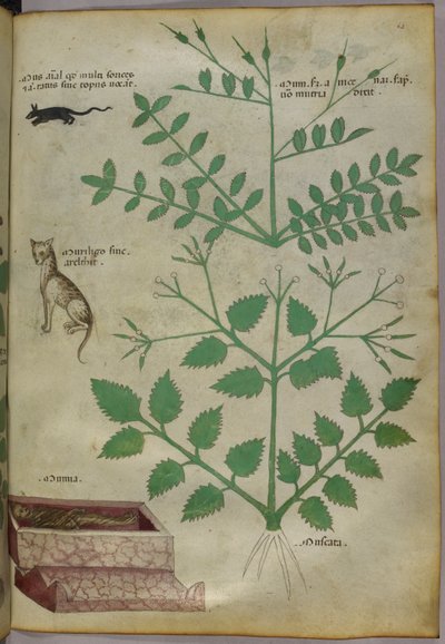 Botaniczna ilustracja roślin z lampartem, myszą i zwłokami, ok. 1440 (tusz i kolor na welinie) autorstwa Italian School