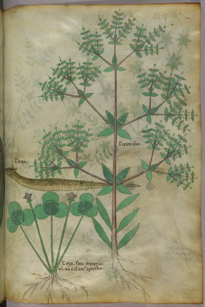 Botaniczna ilustracja roślin ze zwierzęciem, ok. 1440 (tusz i kolor na welinie) autorstwa Italian School