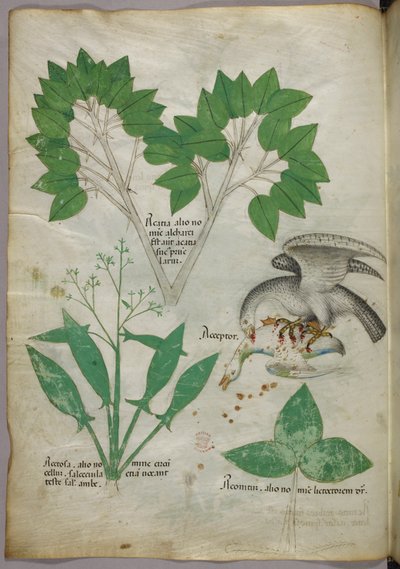 Ilustracja botaniczna przedstawiająca ptaka zabijającego innego ptaka, ok. 1440 r. (tusz i kolor na welinie) autorstwa Italian School