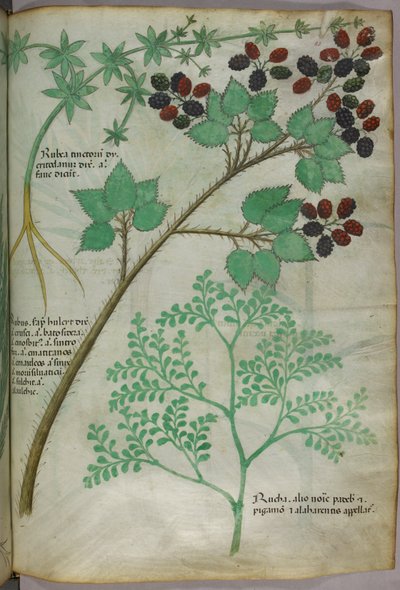 Botaniczne ilustracje marzanny [rubea]; jeżyny [rubus]; ruty [ruta], ok. 1440 r. (tusz i kolor na welinie) autorstwa Italian School