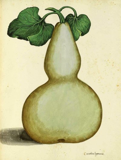 Tykwa autorstwa Ulisse Aldrovandi autorstwa Italian School