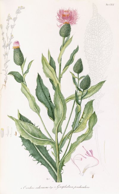 Cardus Cichoraceus i Gnaphalium penduculare, 1811-1838 autorstwa Italian School