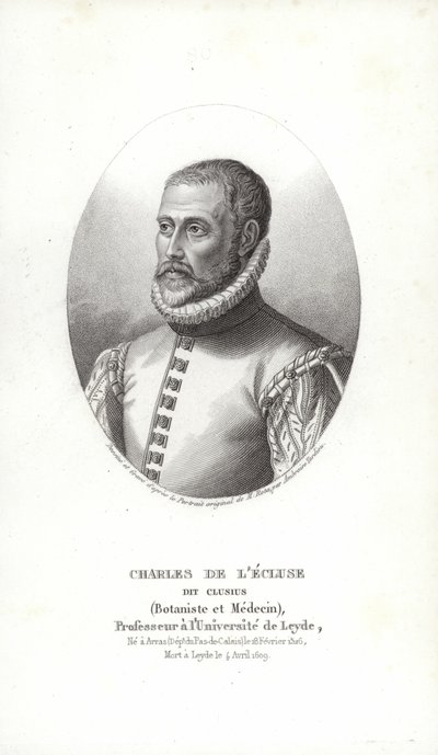 Carolus Clusius autorstwa Italian School