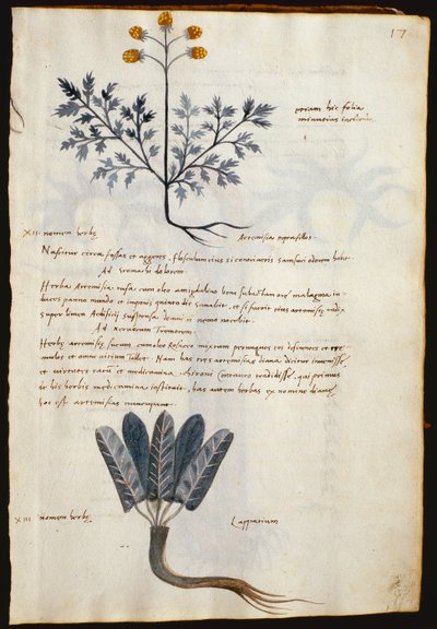 Dorsz. 2377 Artemizja i lapparium, rośliny lecznicze z "Herbarium Apulei Platonici" (akwarela i tusz na welinie) autorstwa Italian School