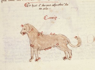 Konstelacja psa (Canis). Miniatura z „”Astronomica” Biasino da Parma (Blaise de Parma) (1425-1457) autorstwa Italian School