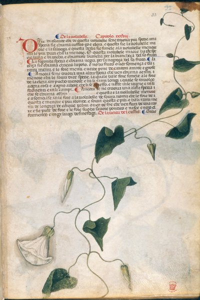 Roślina Convolvulus, ilustracja z „Carrara Herbal”, Padwa, ok. 1400 (pióro i atrament ze złotem na papierze) autorstwa Italian School